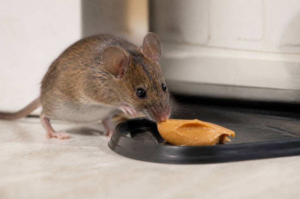 Beurre de cacahuète souris : une méthode efficace pour éloigner les souris naturellement