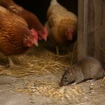 Est-ce que les poules attirent les rats ? Ce qu’il faut savoir dans le Rhône