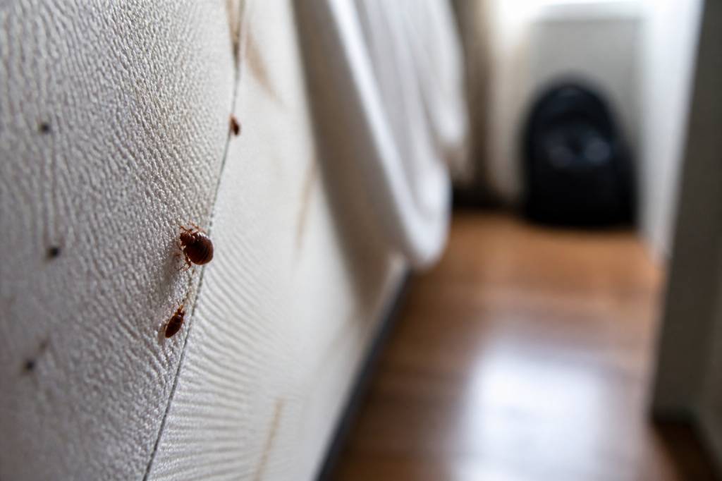 Comment les punaise de lit arrive dans une maison et comment s’en débarrasser