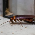 À quoi ressemble un cafard ? comment l’identifier et éviter une infestation