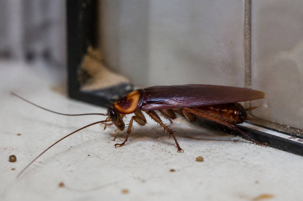 À quoi ressemble un cafard ? comment l’identifier et éviter une infestation