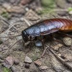 Cafard de jardin danger : faut-il s’en inquiéter et comment agir ?