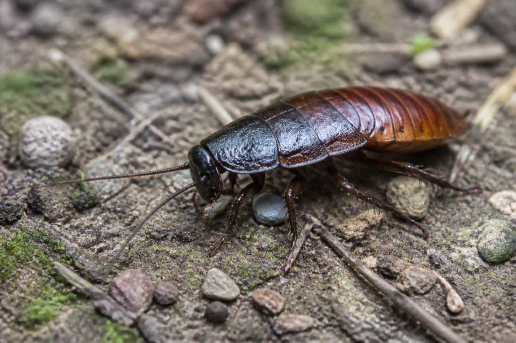 Cafard de jardin danger : faut-il s’en inquiéter et comment agir ?