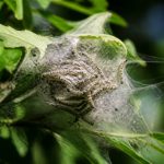 Chenille mite : comment prévenir et traiter une infestation dans le Rhône
