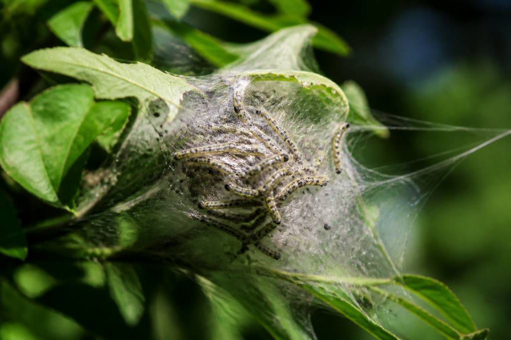 Chenille mite : comment prévenir et traiter une infestation dans le Rhône
