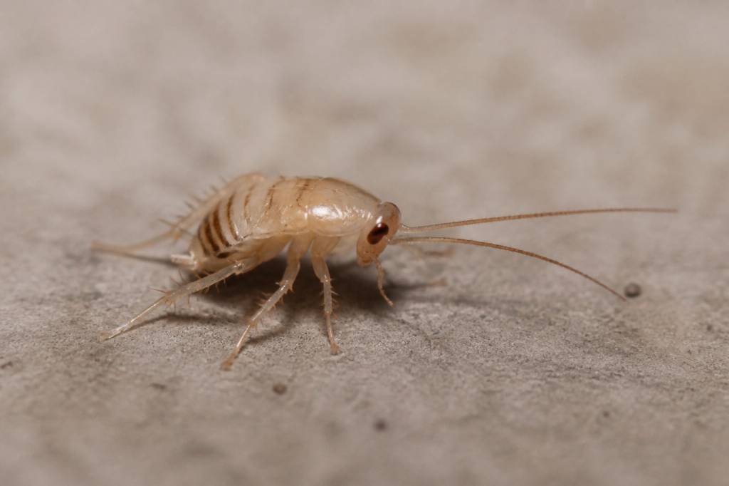 À quoi ressemble un bébé cafard ?