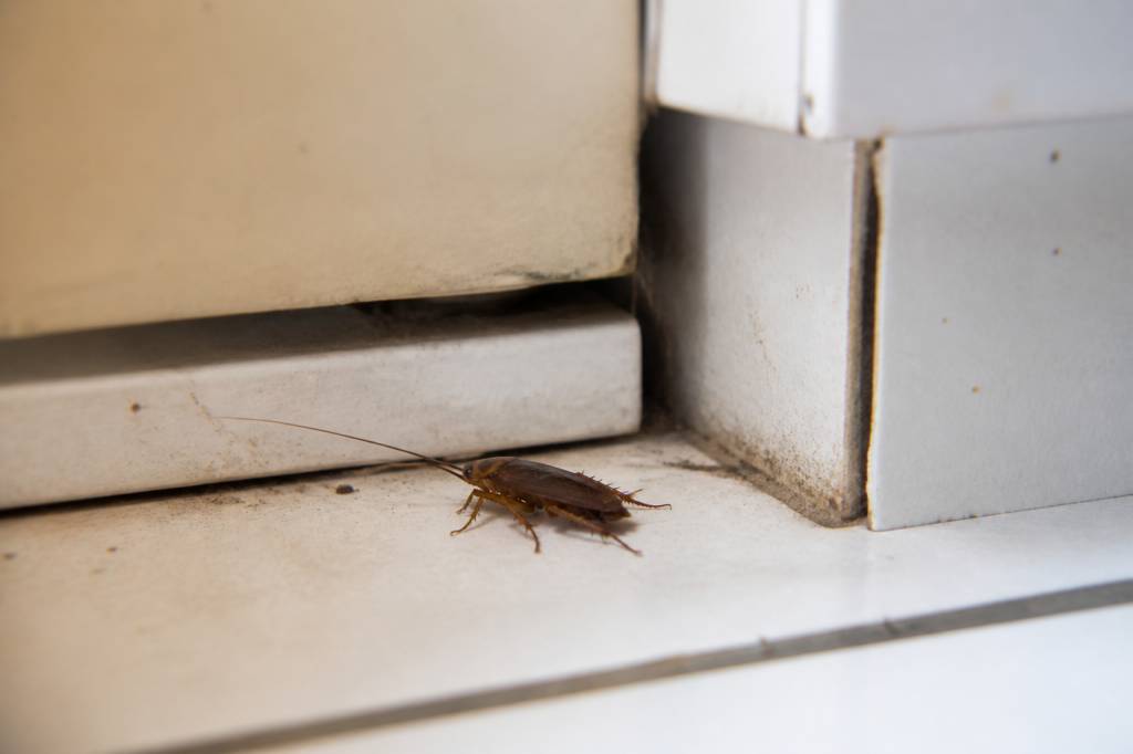 Cafards d'été : comment s'en débarrasser dans le Rhône
