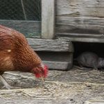 Est-ce que les poules attirent les rats : conseils pour protéger votre poulailler dans le Rhône