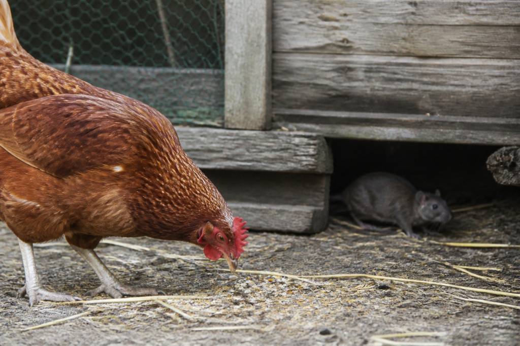 Est-ce que les poules attirent les rats : conseils pour protéger votre poulailler dans le Rhône