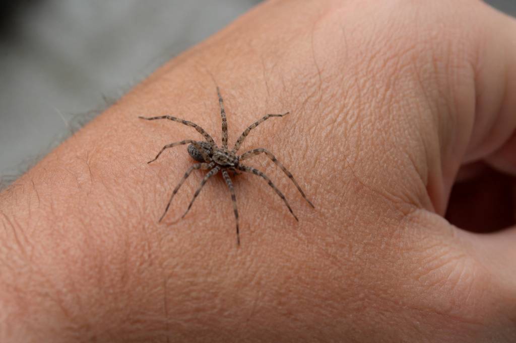 Araignée qui pique : comment l’identifier et éviter les piqûres dans le Rhône