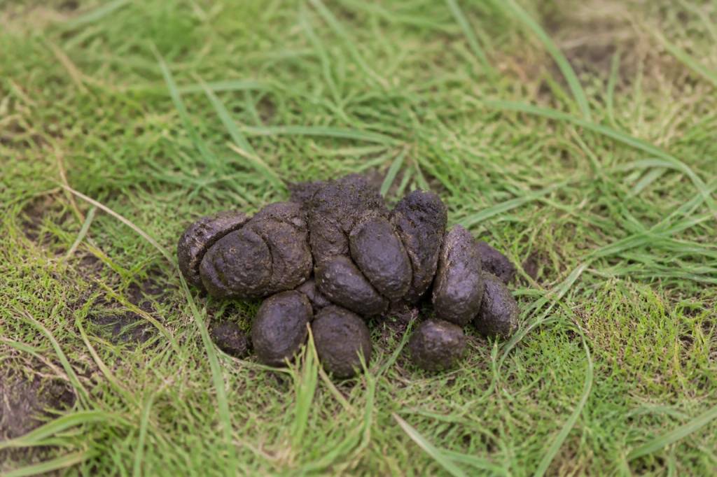 Crotte de mulot photo : comment l’identifier et la différencier des dégâts de taupes dans le Rhône