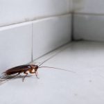 Cafard dans appartement propre : pourquoi et comment s’en débarrasser