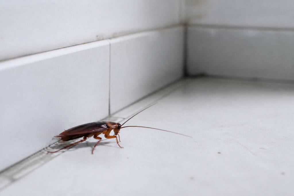 Cafard dans appartement propre : pourquoi et comment s’en débarrasser