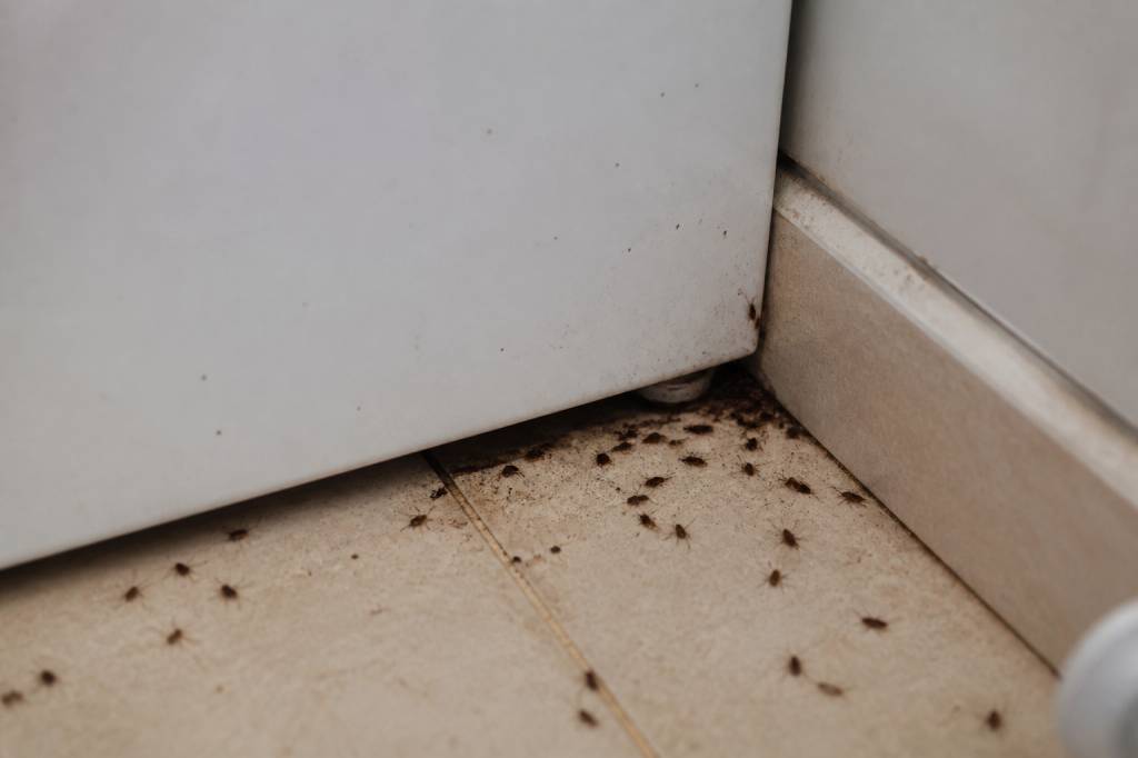 Bebe blattes : comment s’en débarrasser durablement dans le Rhône