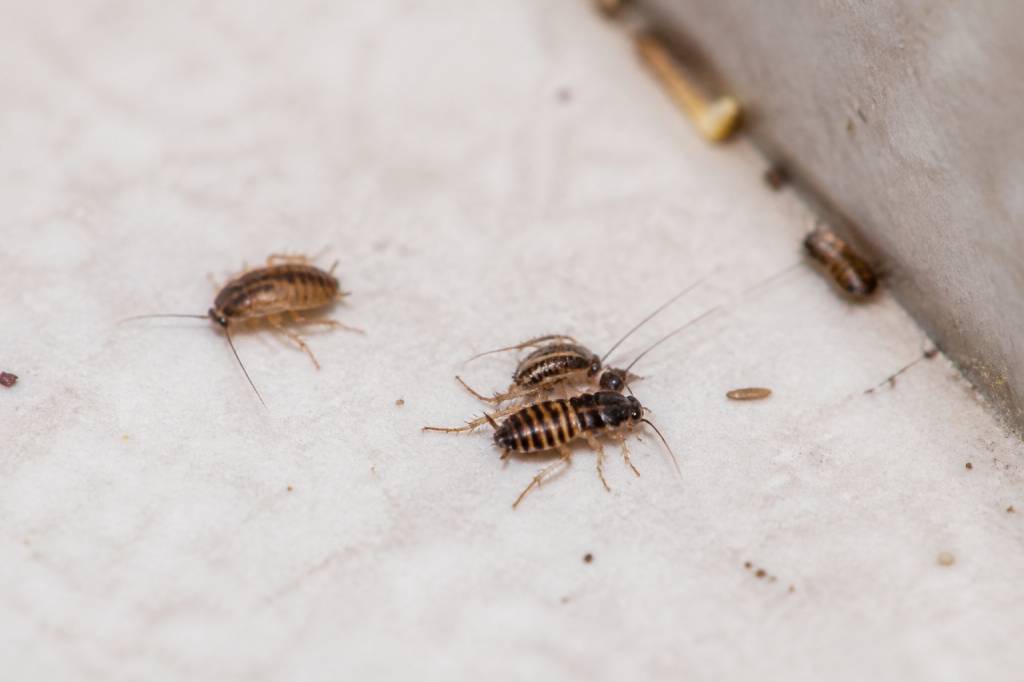 Bebe cafard photo : comment identifier un jeune cafard dans votre maison