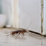 Cafard d'été : comment s'en débarrasser efficacement dans le Rhône
