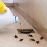 Cafards et eau de javel : une solution efficace contre les infestations ?