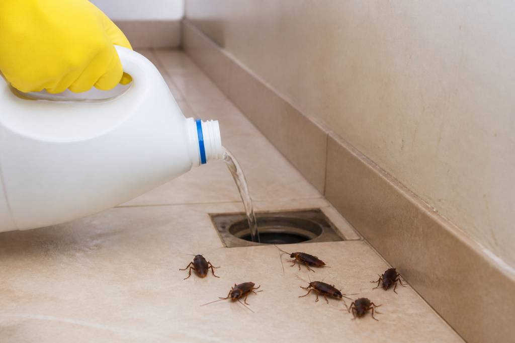 Cafards et eau de javel : une solution efficace contre les infestations ?