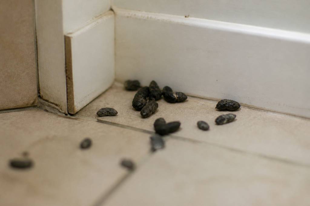 Crotte de mulot dans la maison : comment l’identifier et s’en débarrasser durablement