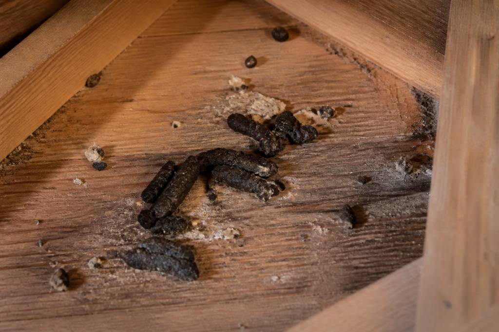 Crotte de fouine : comment l’identifier et s’en débarrasser dans le Rhône