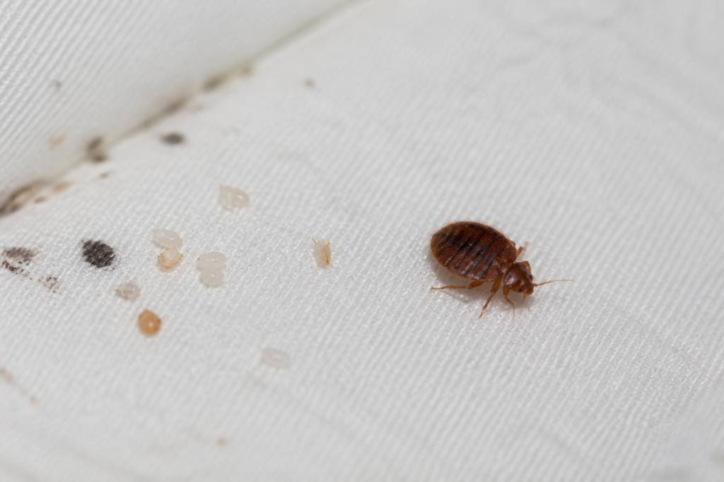 Éclosion œuf punaise de lit : que faire en cas d’infestation à Lyon et dans le Rhône