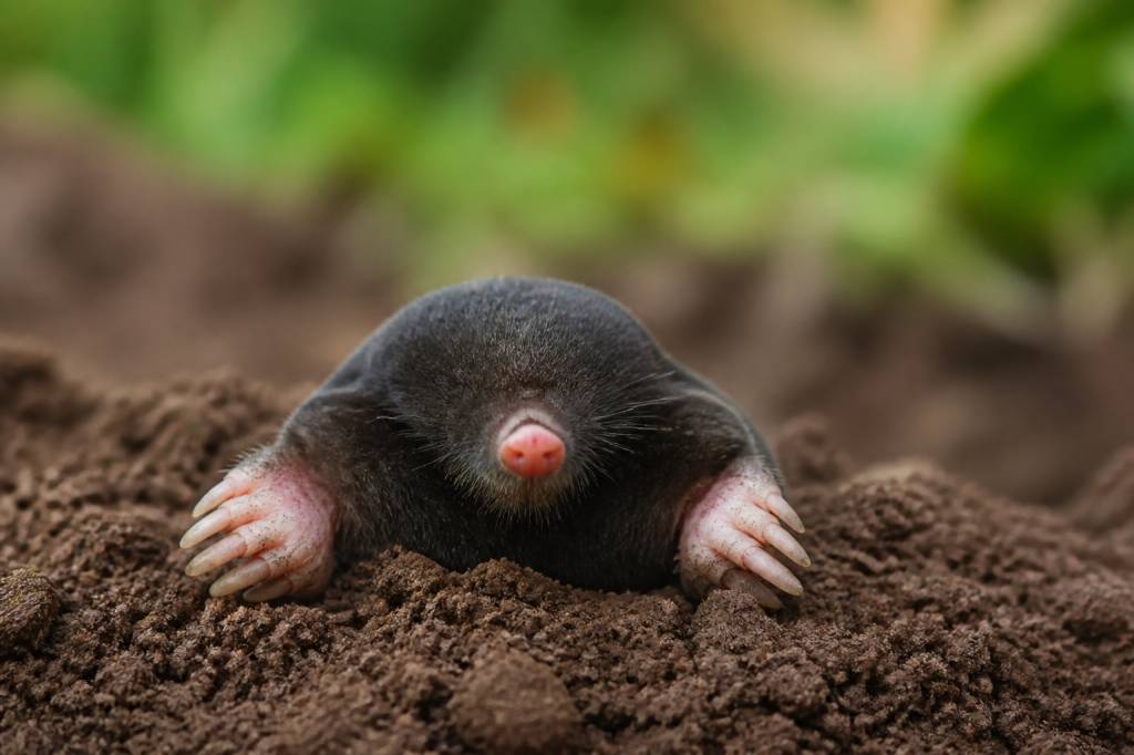 Taupe rongeur : comprendre son comportement et protéger son jardin