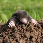 Exterminateur nuisibles dans le Rhône : des solutions professionnelles contre les taupes