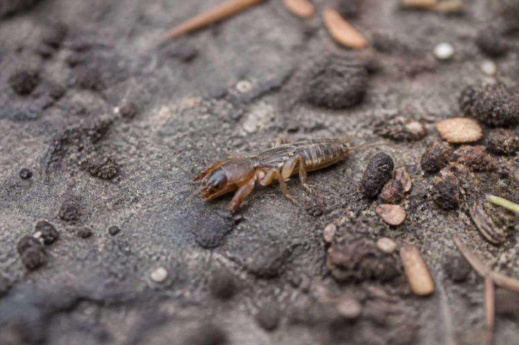Cafard de jardin bebe : que faire et comment s’en débarrasser durablement