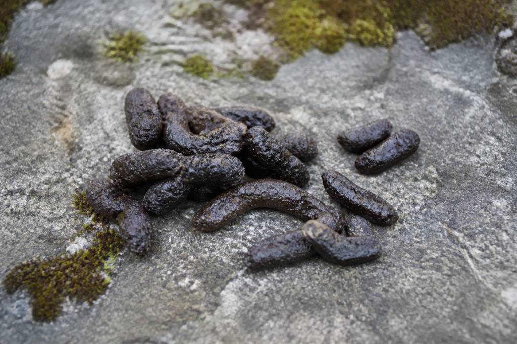 Crotte de fouine image : comment l’identifier et la distinguer des déjections de taupe
