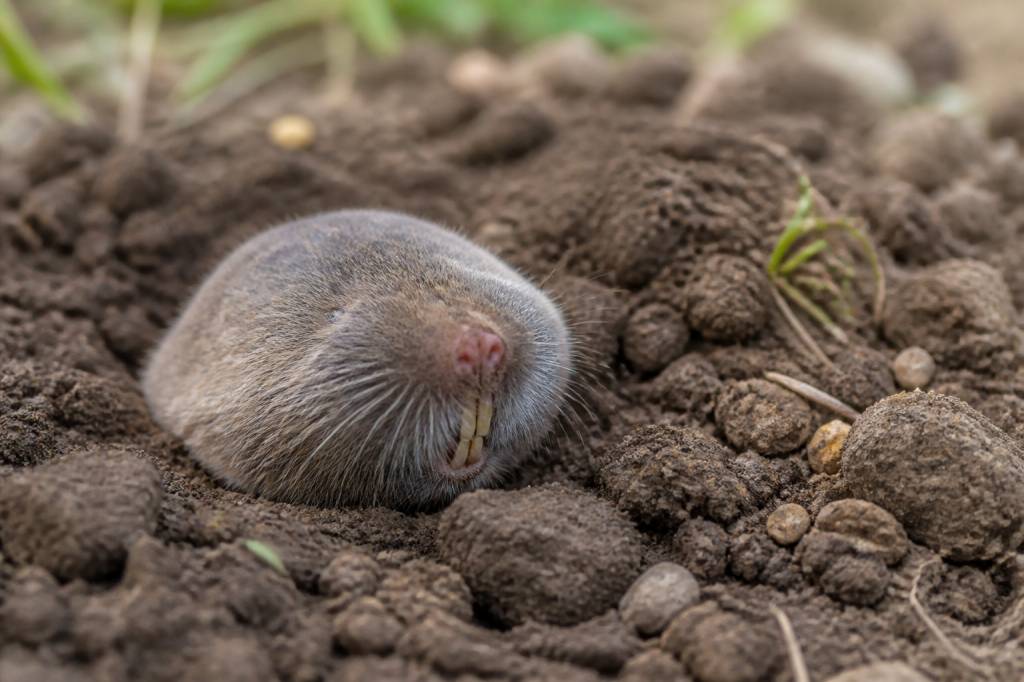 Que mange le rat taupier : alimentation, dégâts et solutions dans le Rhône