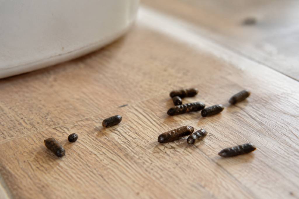 À quoi ressemblent des crottes de rat : les reconnaître et réagir efficacement