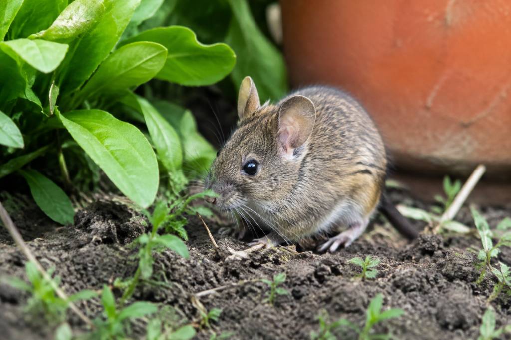 Surmulot jardin : comment protéger votre terrain dans le Rhône ?
