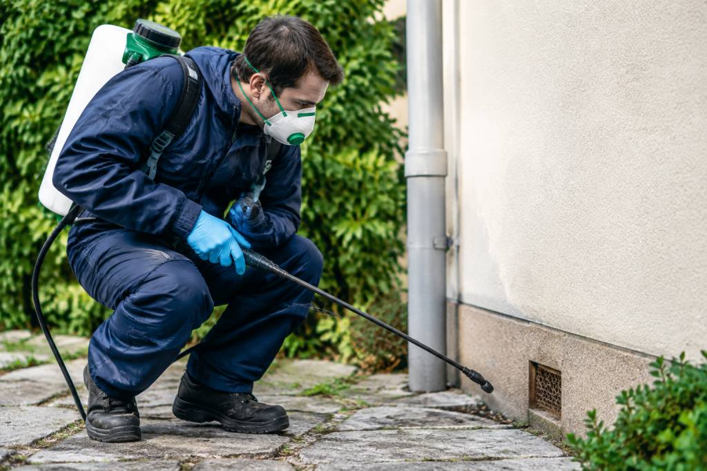 Dératisation montrouge : solutions professionnelles contre les nuisibles et les taupes