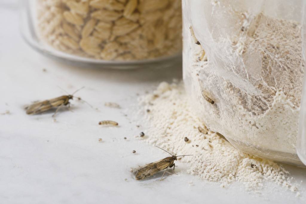 Cocon mites oeufs de mites alimentaires photos : comment les reconnaître et agir