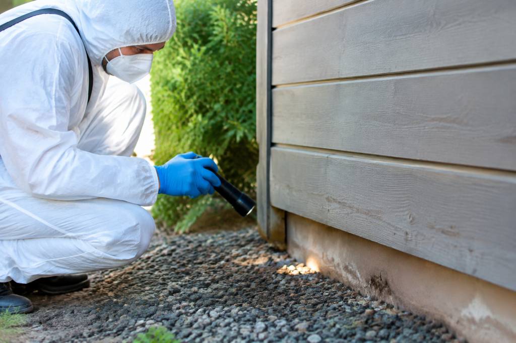Spécialiste insecte dans le Rhône : solutions professionnelles contre les nuisibles