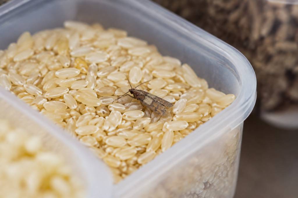 A quoi ressemble les oeufs de mites alimentaires et comment les identifier chez soi