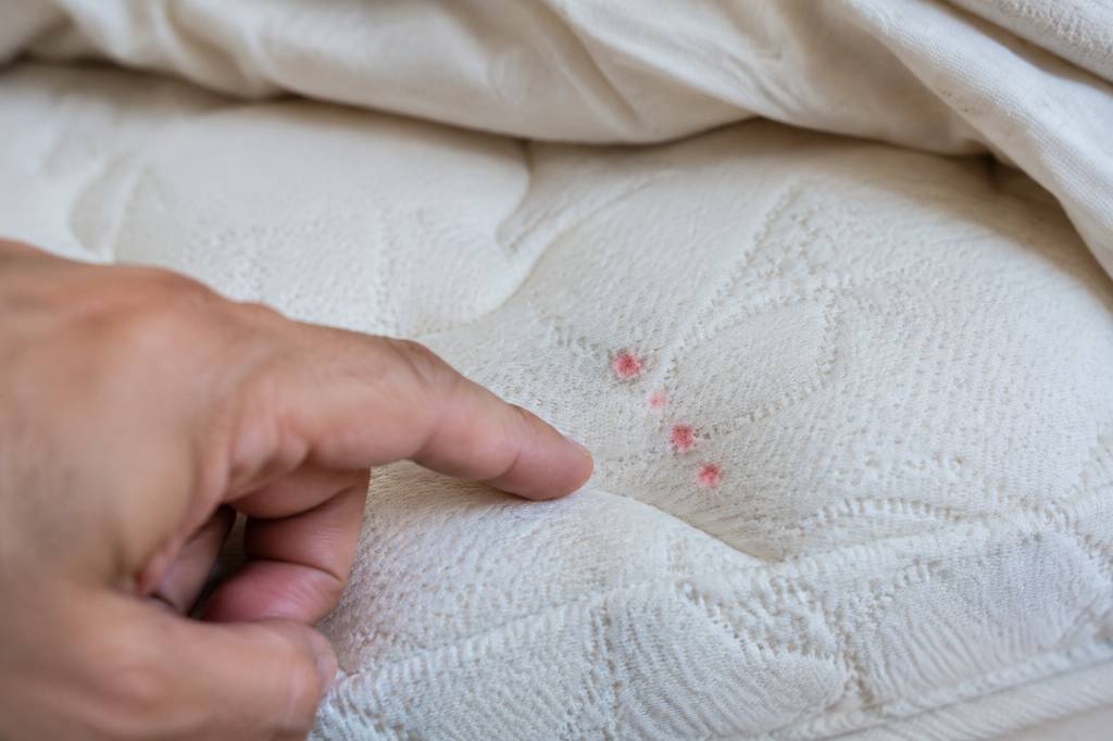 Acarien piqure araignée lit : comment identifier les piqûres et agir efficacement