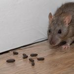 À quoi ressemble des crottes de rats : les reconnaître et réagir efficacement