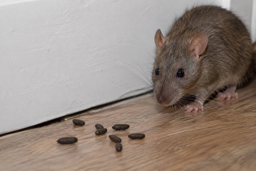 À quoi ressemble des crottes de rats : les reconnaître et réagir efficacement