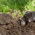 Souris taupe : comment les différencier et protéger votre jardin dans le Rhône