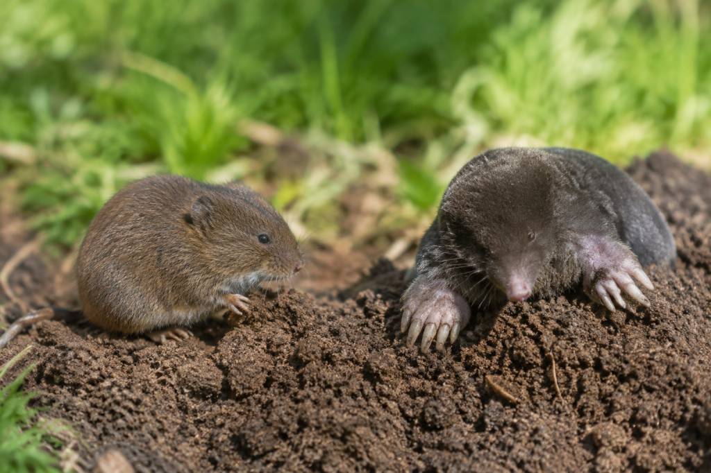 Souris taupe : comment les différencier et protéger votre jardin dans le Rhône