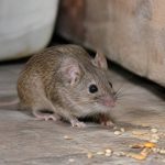 Surmulot est-il dangereux ? En savoir plus sur les risques liés à ce nuisible