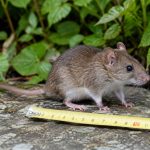 Surmulot taille : quelle est la taille d’un surmulot ?